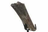 Fossil Hadrosaur Chevron Bone w/ Metal Stand - South Dakota #354306-1